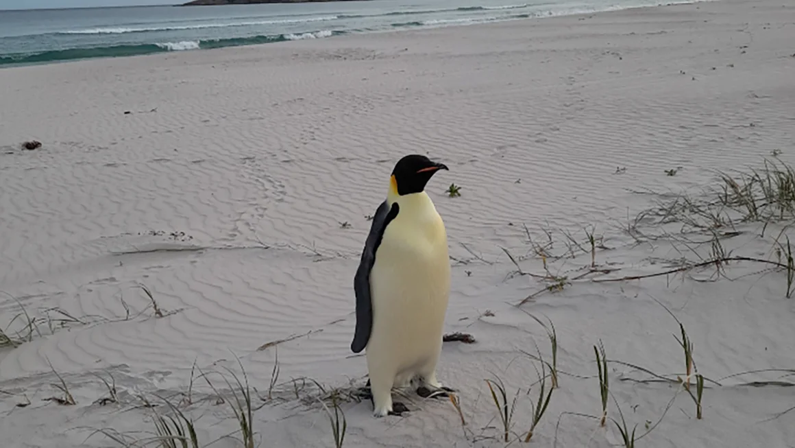 Un manchot empereur retrouvé sur une plage australienne, à des milliers de kilomètres de chez lui